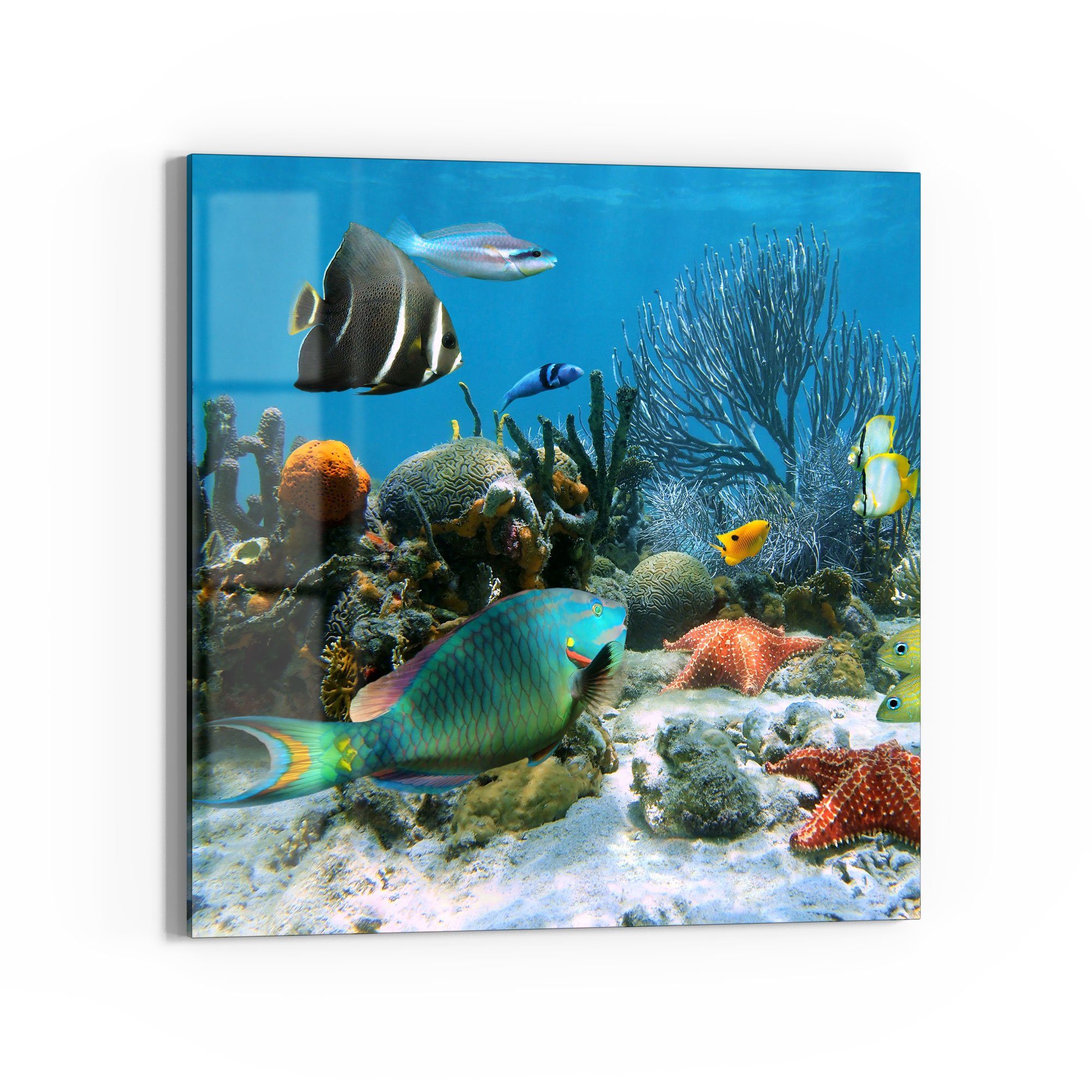 DEQORI Glasbild 'Regenwald der Meere', 'Regenwald der Meere', Glas Wandbild Bild schwebend modern