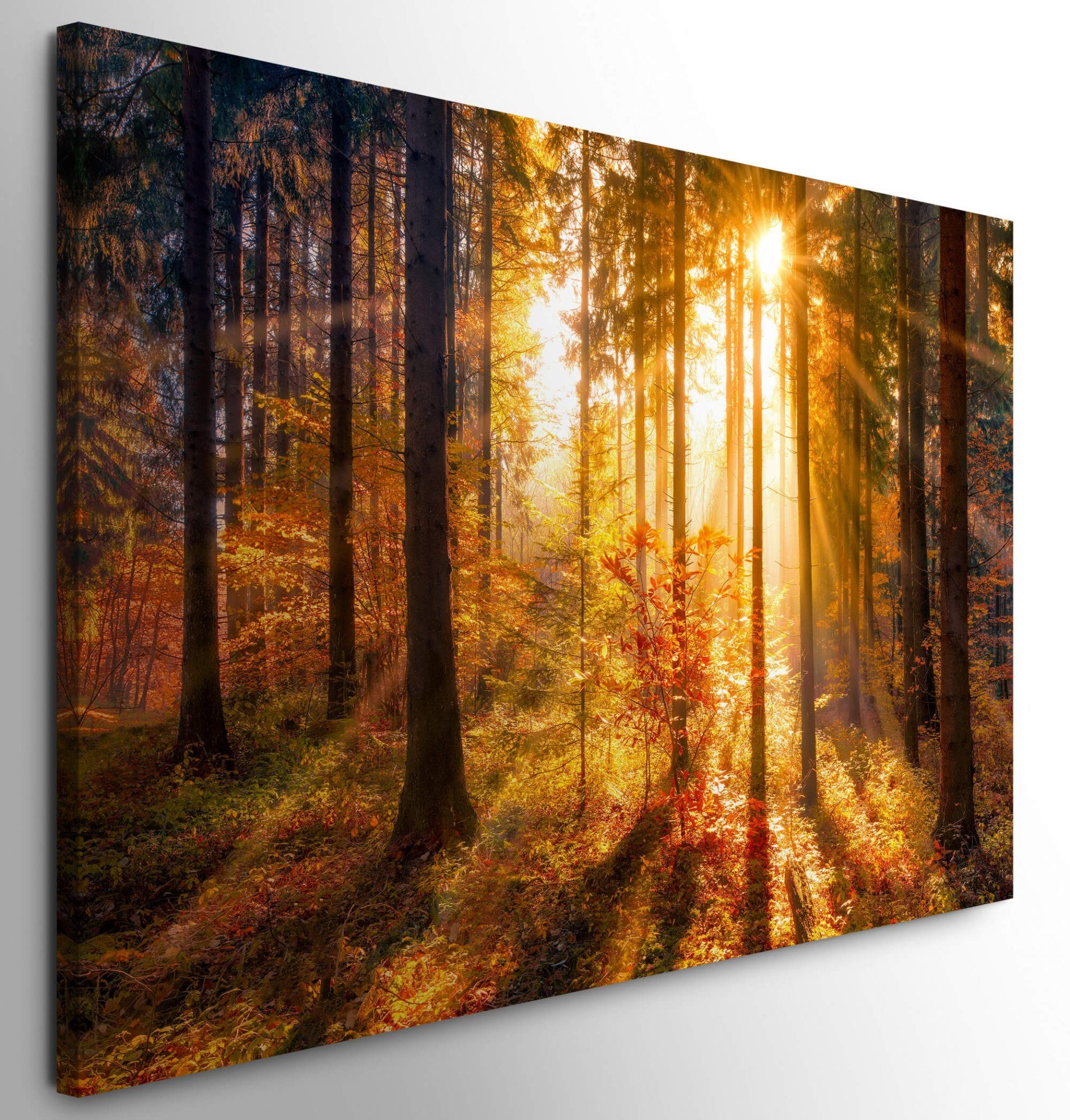 möbel-direkt.de Leinwandbild Bilder XXL Herbstwald mit günstig online kaufen