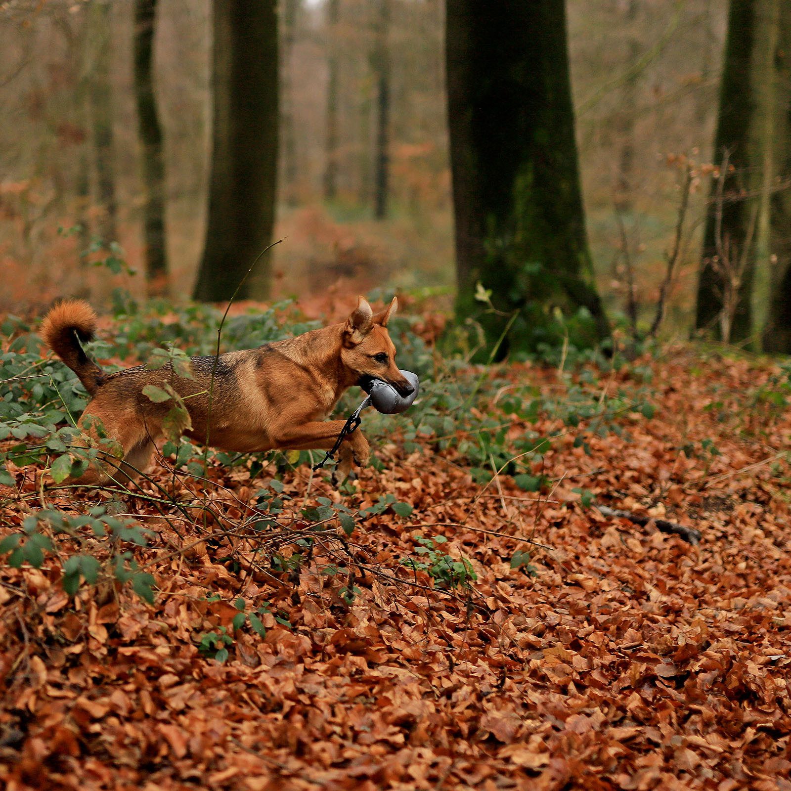 lionto Tier-Intelligenzspielzeug Futterbeutel für Hunde, Trainingsdummy, Leckerlibeute, mit Kordel, wasserfest, 18 cm x 7 cm, grau