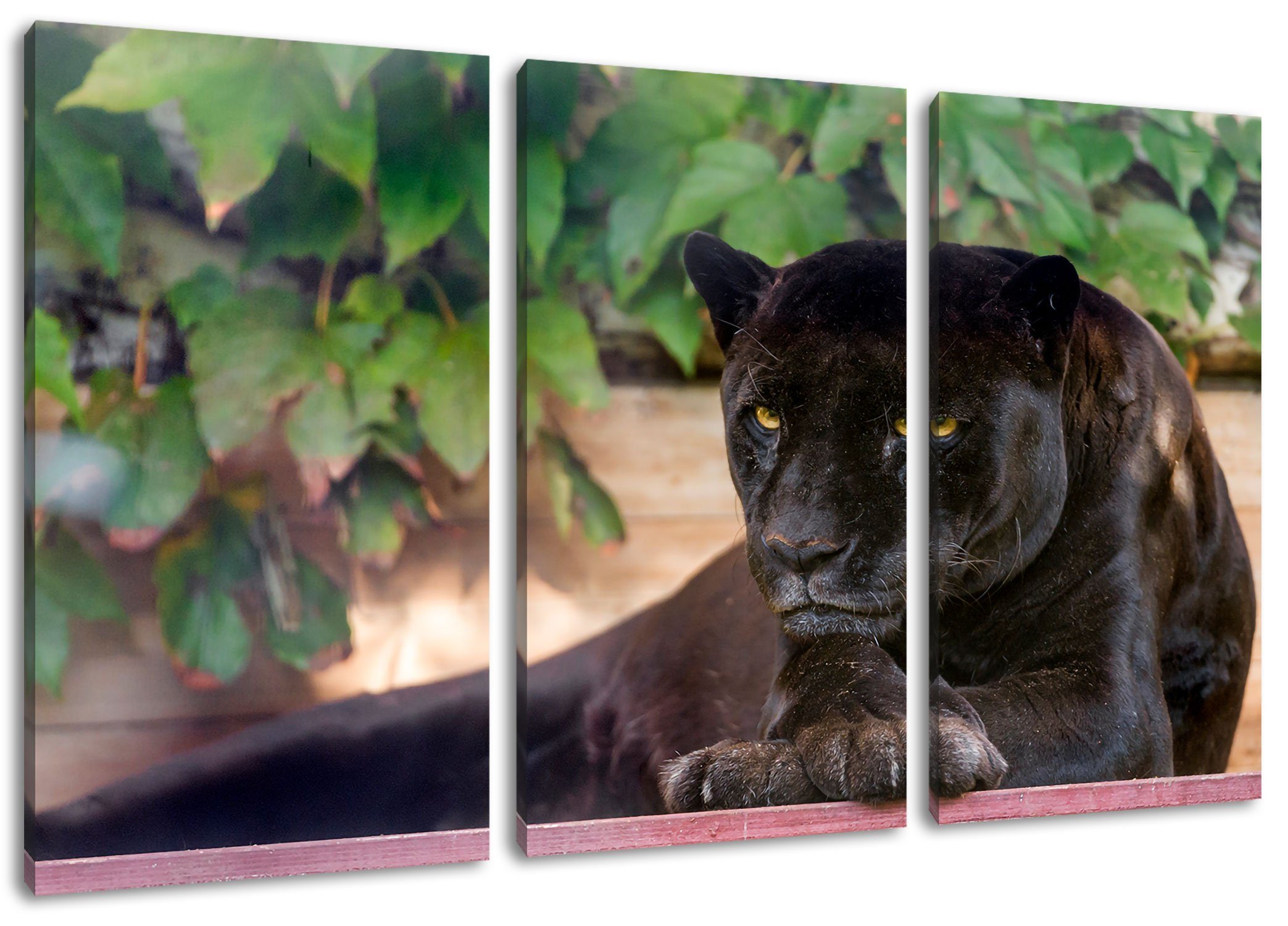Pixxprint Leinwandbild schöner schwarzer Panther, schöner schwarzer Panther 3Teiler (120x80cm) (1 St), Leinwandbild fertig bespannt, inkl. Zackenaufhänger