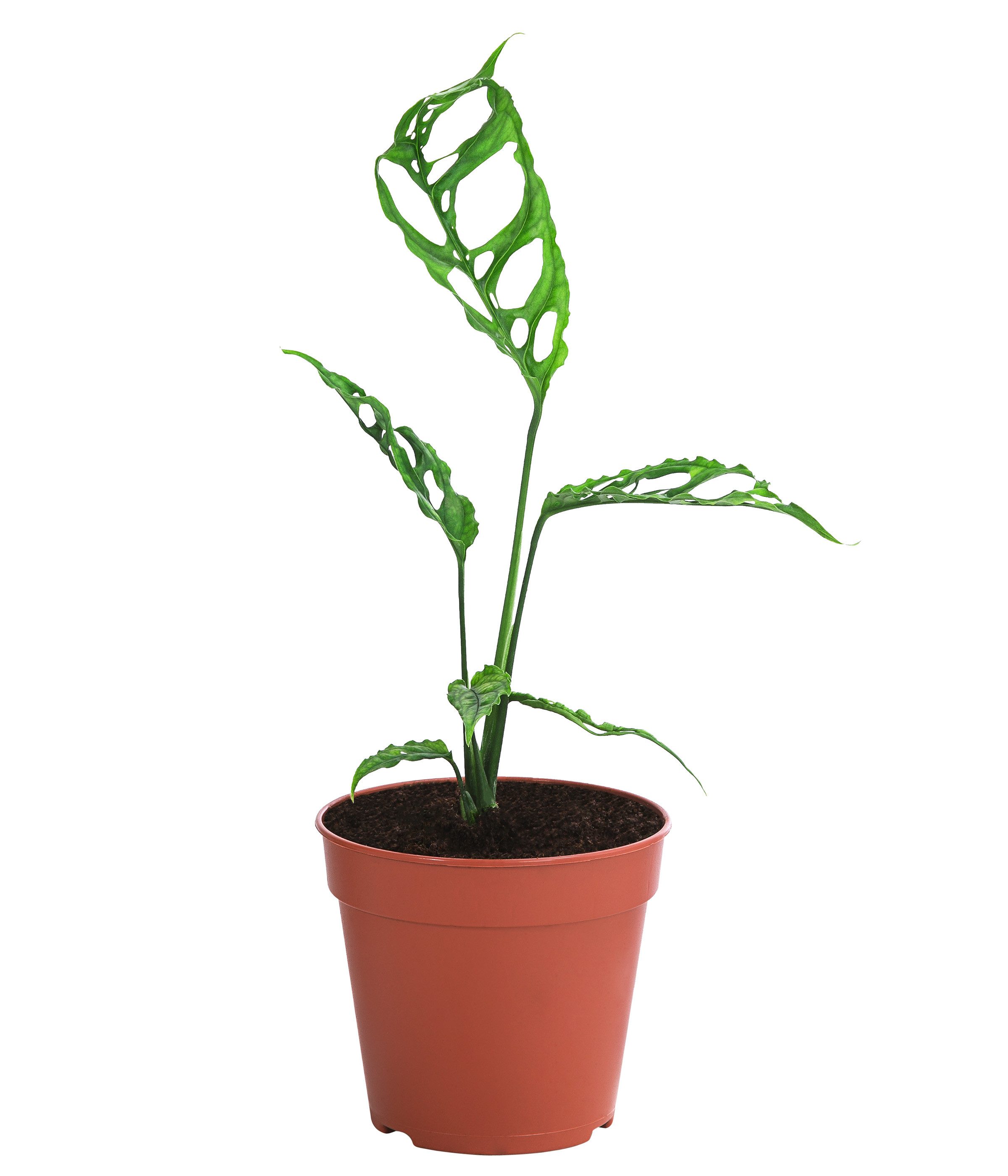 Dehner Zimmerpflanze Fensterblatt Peru, Monstera obliqua, 20 cm inkl. Pflanztopf, Ø 12 cm, Zimmerpflanzen-Rarität mit stark gefenstertem Blattwerk