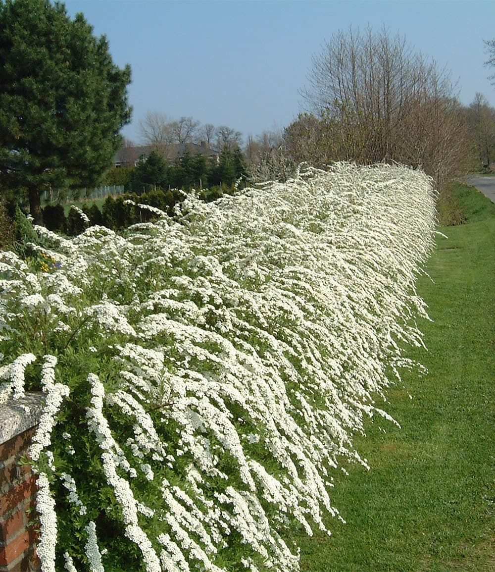 BALDUR Garten Zierstrauch Weiße Rispen-Spiere 'Grefsheim', 1 St., Schnellwachsend,winterhart,duftend, pflegeleicht