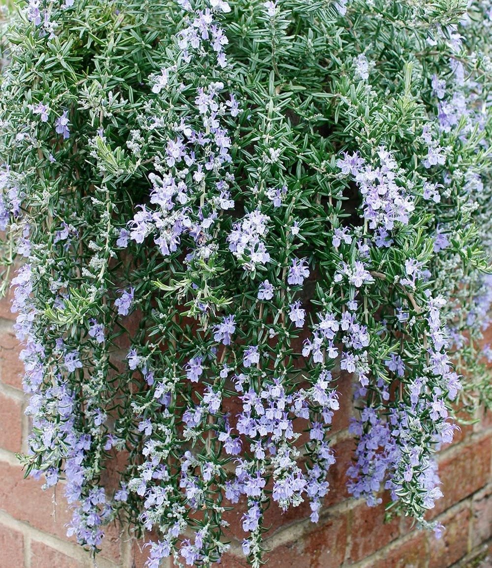 BALDUR Garten Staude Hänge-Rosmarin 'Blue Cascade®', 1 St., Rosmarinus, essbar, bienenfreundlich, winterhart, mehrjährig