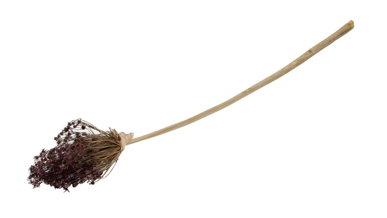 Allium getrocknet, 10 im ca. Trockenblume Bund 70-75 cm, Cherry, mit Größe Stk., NaDeco