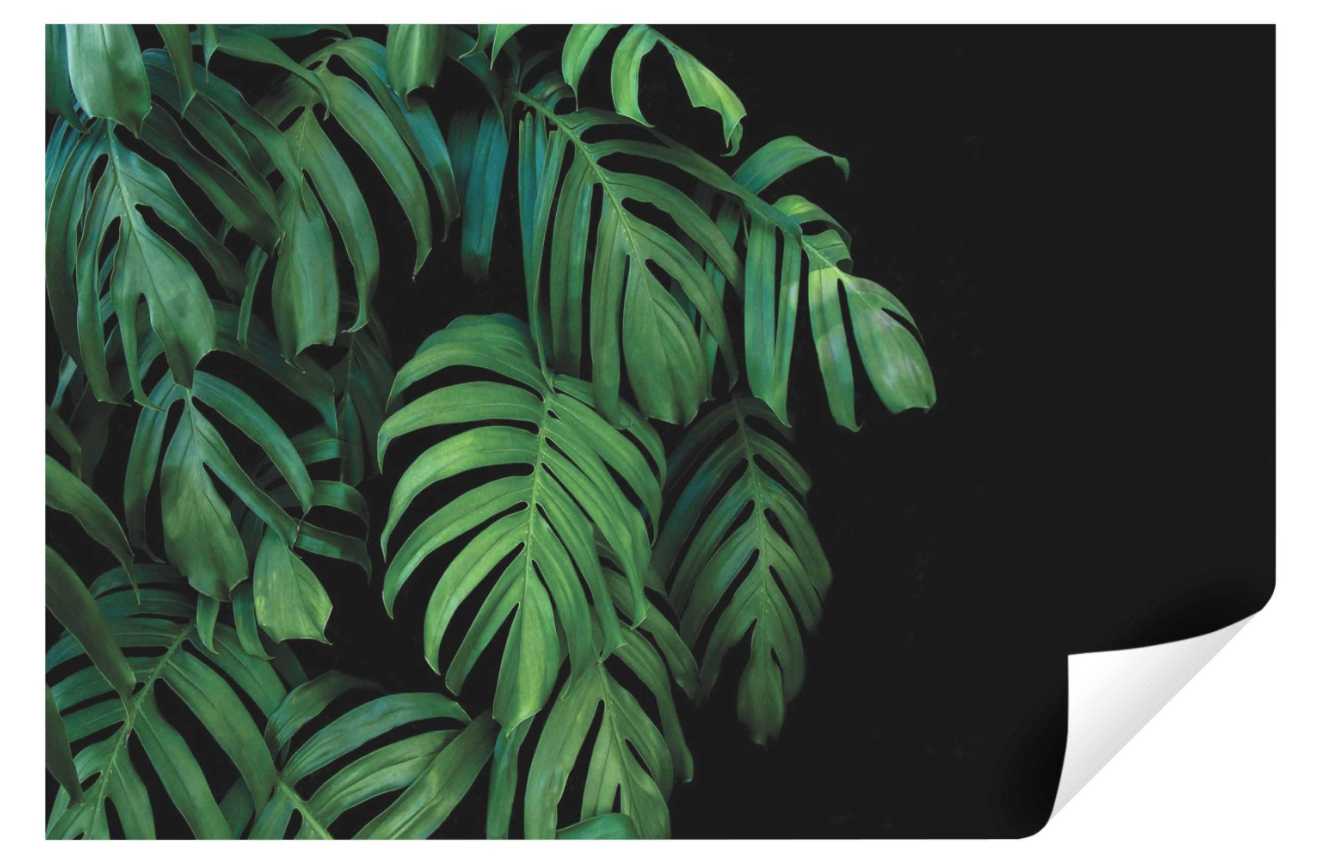 Wallarena Fototapete Blätter Dschungel Grün Vlies Tapete Wohnzimmer Schlafzimmer Wandtapete, Glatt, Blätter Monstera, Tapete inklusive Kleister Vliestapete Motivtapete Wandtapete. Reduzierter Preis € 18,90. Unverbindliche Preisempfehlung € 23,90, (€ 18,90 pro 1 Stk)