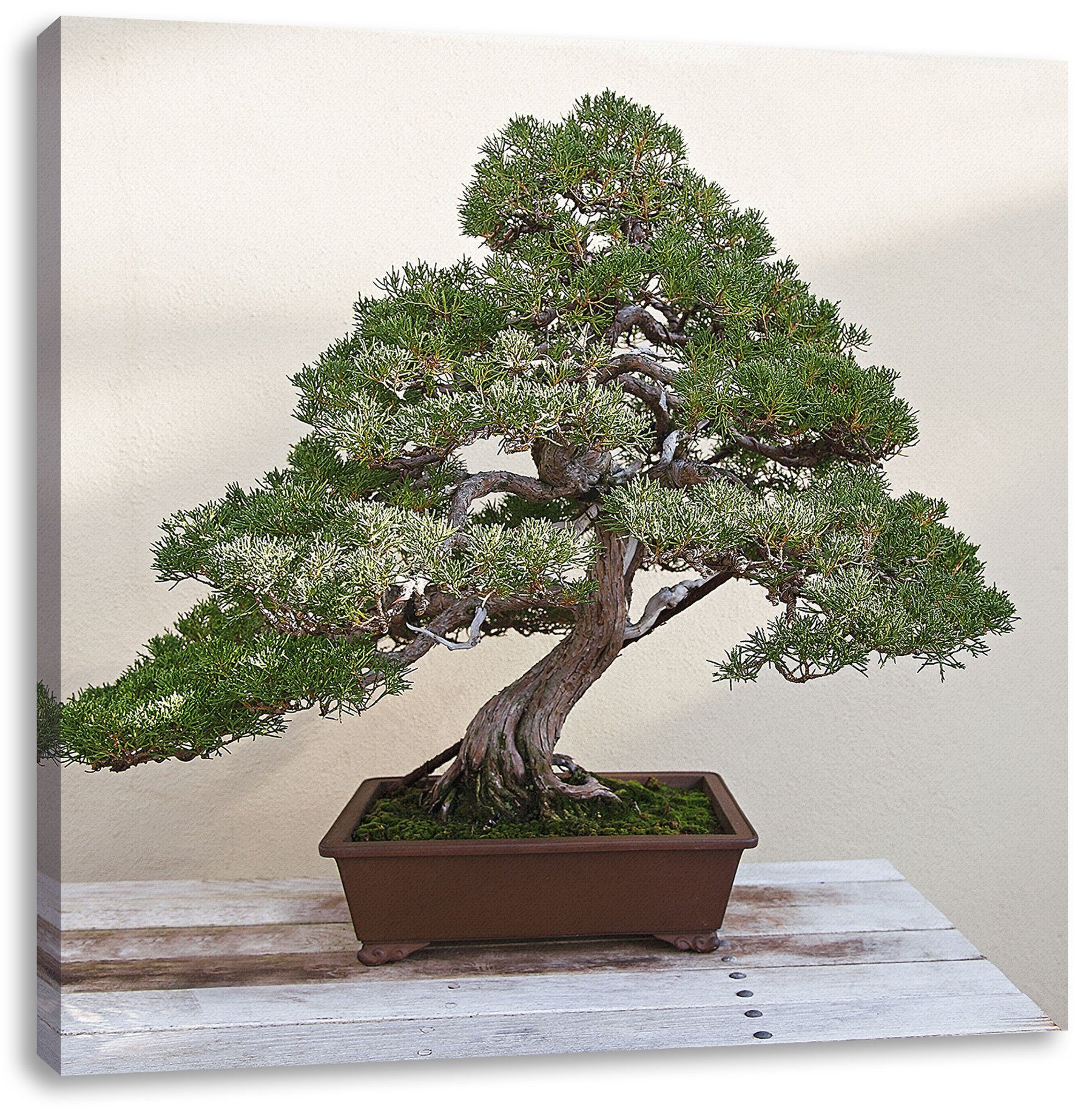 Pixxprint Leinwandbild Bonsai Baum, Bonsai Baum (1 St), Leinwandbild fertig bespannt, inkl. Zackenaufhänger