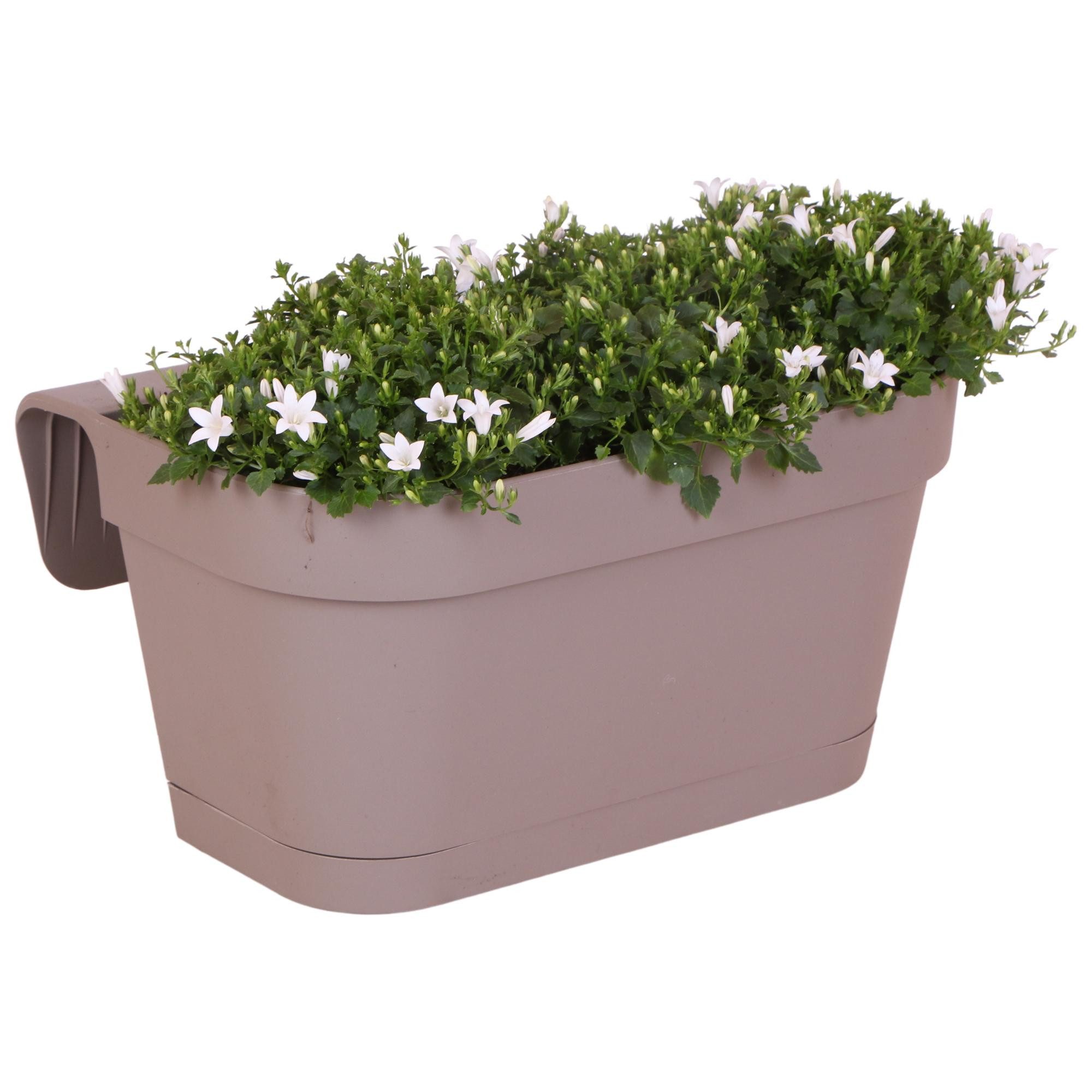 Exotenherz Beetpflanze Campanula Addenda Glockenblume weiß mit 3 Campanula im 12cm Topf