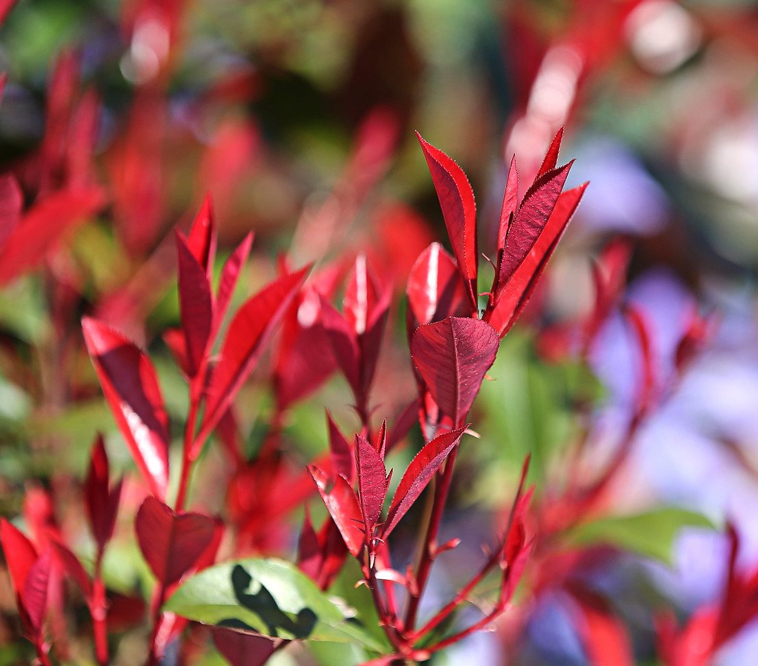 Dehner Hecken Purpur-Glanzmispel Red Robin, Photinia x fraseri, immergrüner Busch, Heckenpflanze mit hellrotem bis purpurfarbenem Austrieb