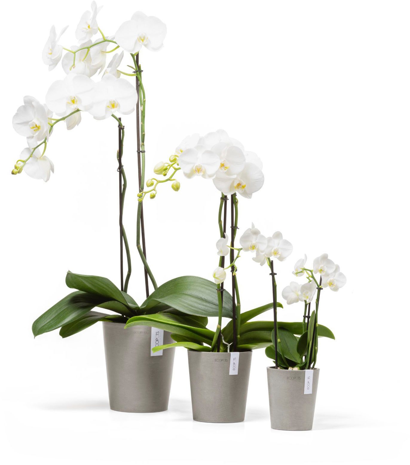 ECOPOTS Blumentopf Morinda Orchidee 14 Taupe, für den Innenbereich günstig online kaufen