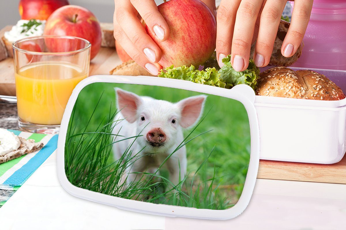 Erwachsene, MuchoWow Lunchbox - und für Schwein (2-tlg), Brotdose, - für Kinder weiß und Kunststoff, Jungs Mädchen Groß, Tiere Brotbox