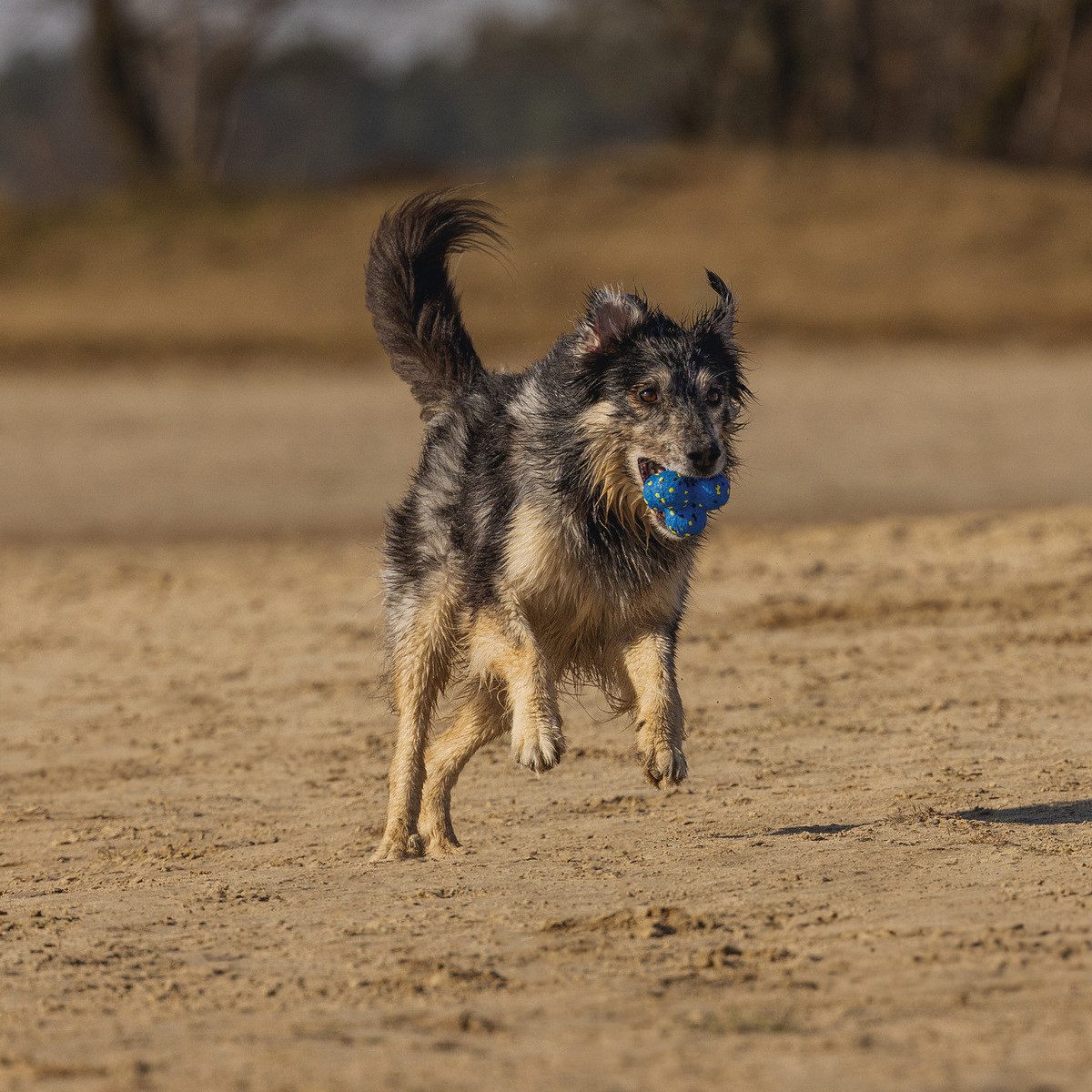 Beeztees Tierball Hundespielzeug Fetch Atom aus Schaumstoff blau