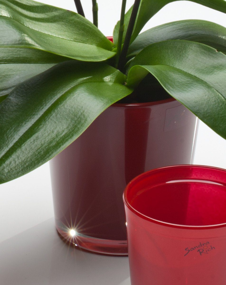 Sandra Rich Blumentopf Orchideentopf Orchid konisch günstig online kaufen