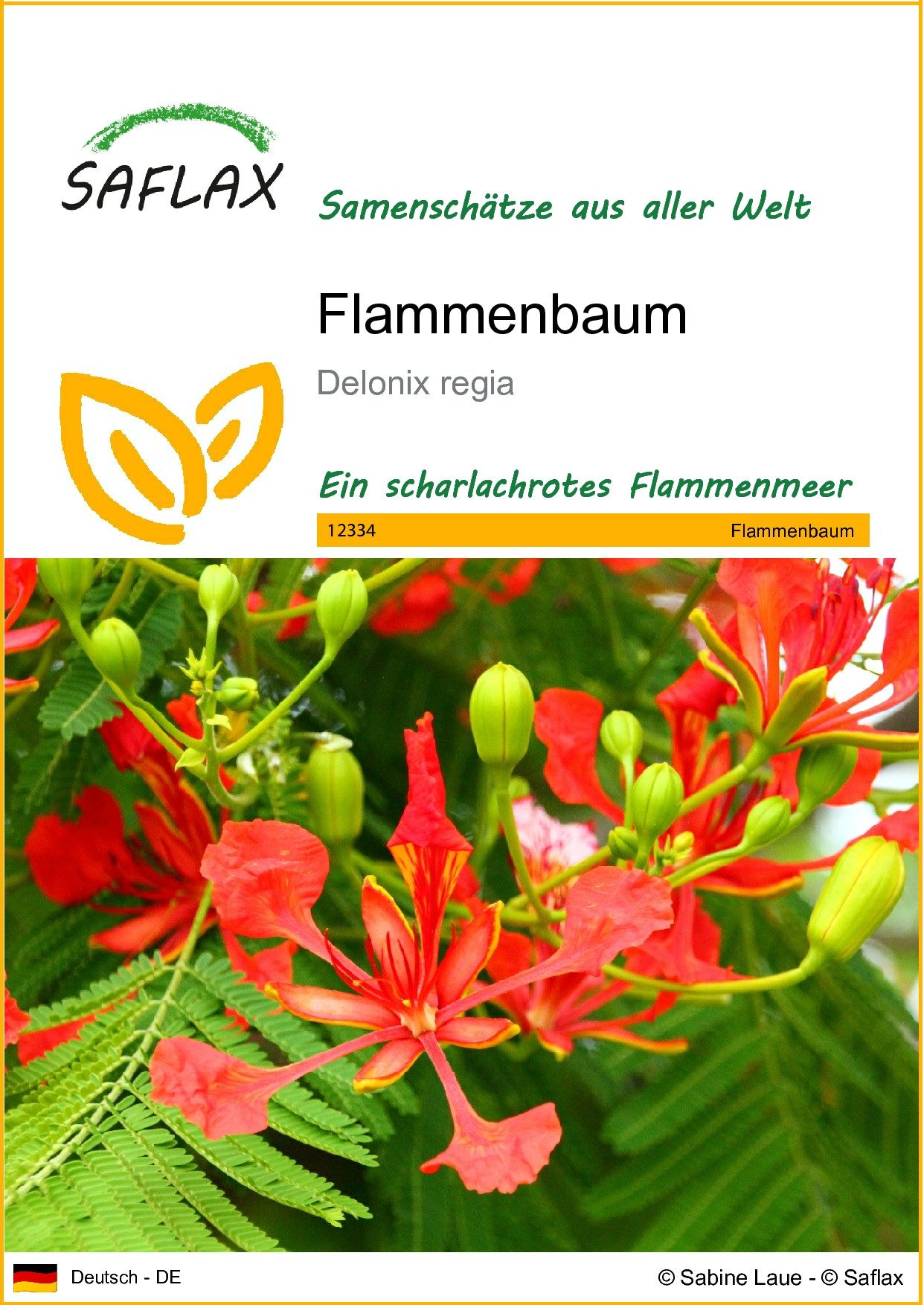 Blumensamen SAFLAX - Samen - Flammenbaum