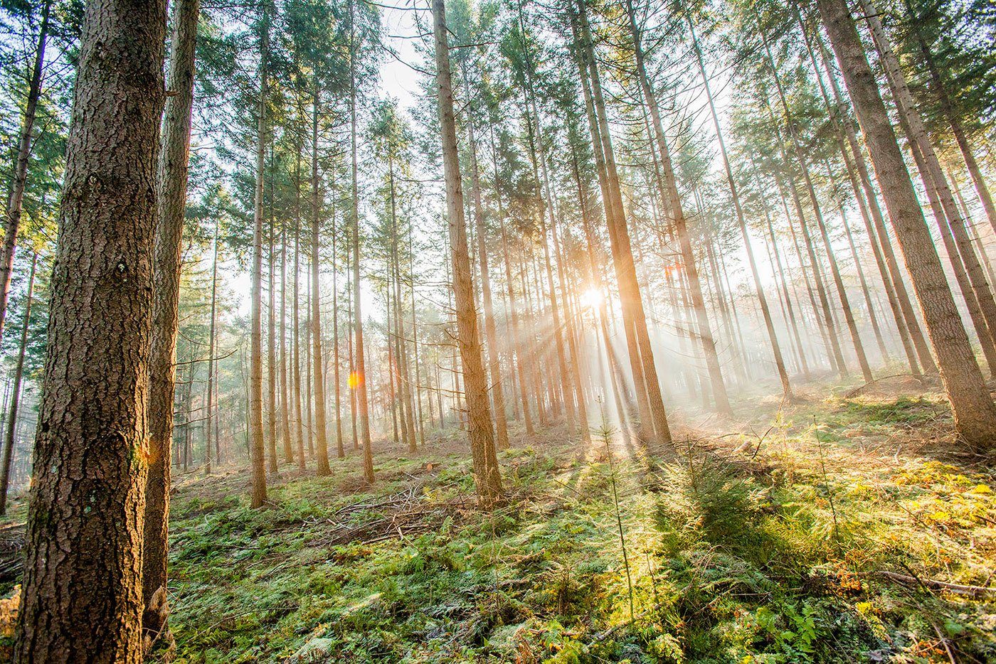 Levandeo® Leinwandbild, Leinwandbild 80x60cm Wald Natur Landschaft Echtholz Keilrahmen