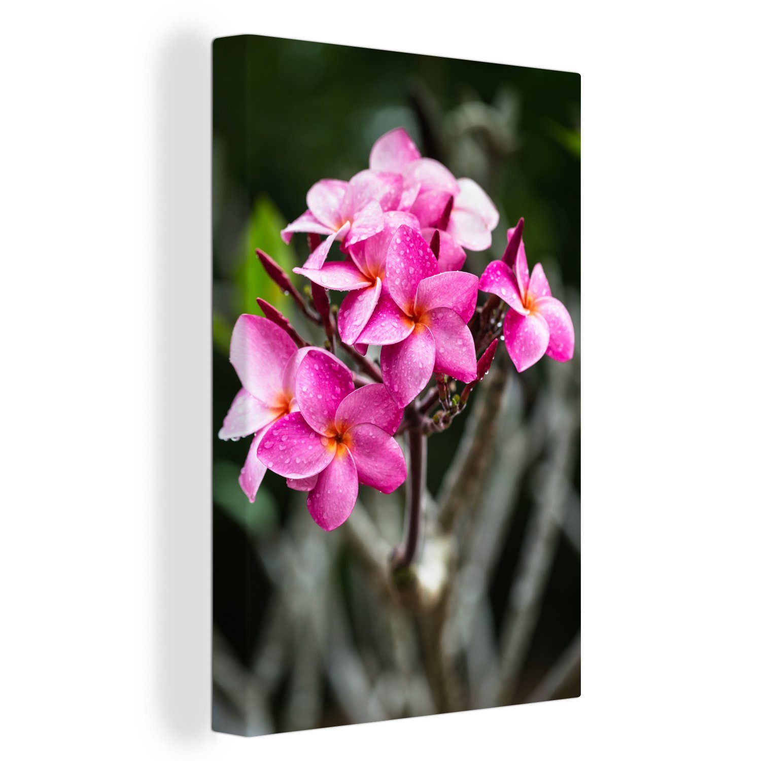 OneMillionCanvasses® Leinwandbild Plumeria-Blüte mit Regentropfen, (1 St), Leinwandbild fertig bespannt inkl. Zackenaufhänger, Gemälde, 20x30 cm