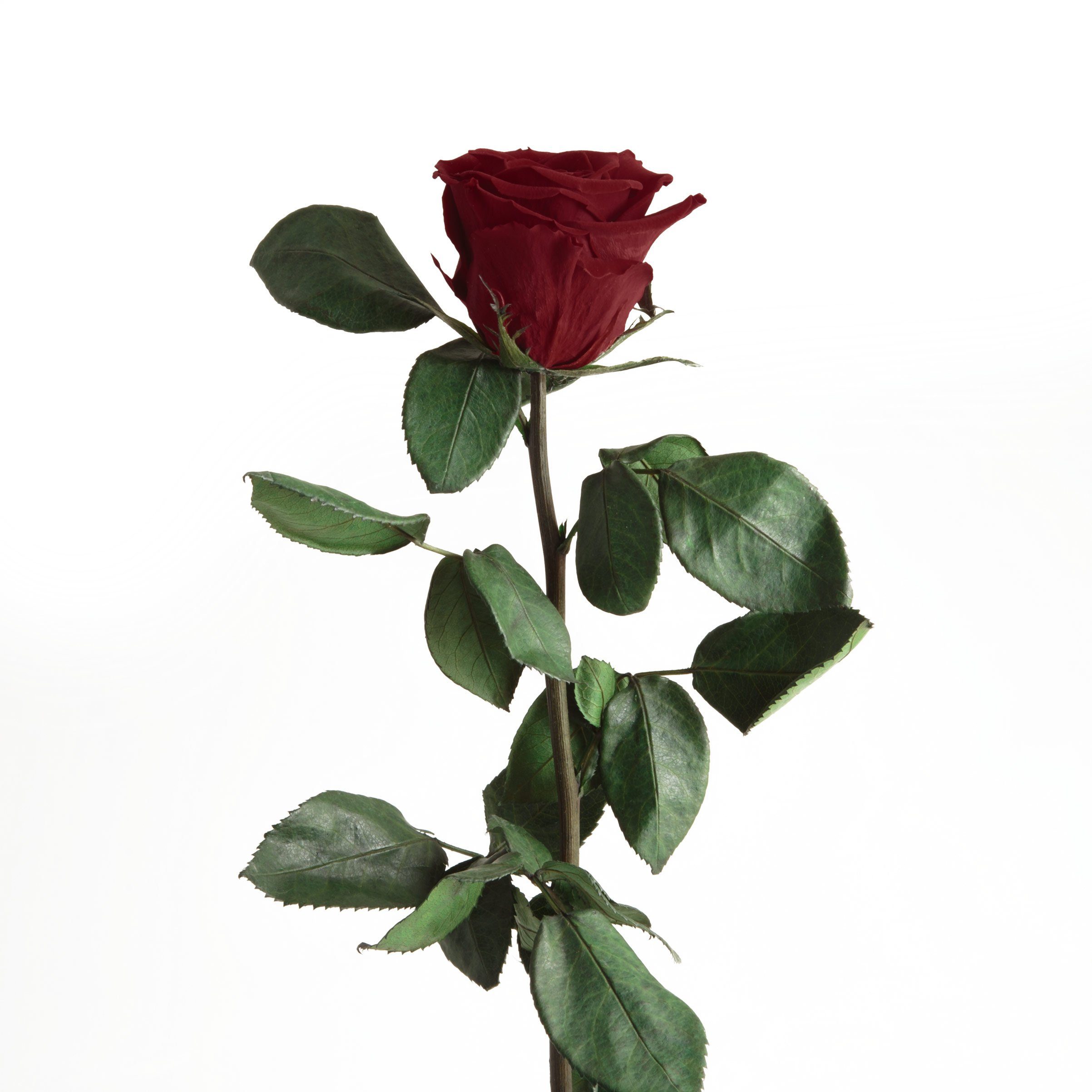 Kunstblume Ewige Rose konserviert mit Stiel günstig online kaufen