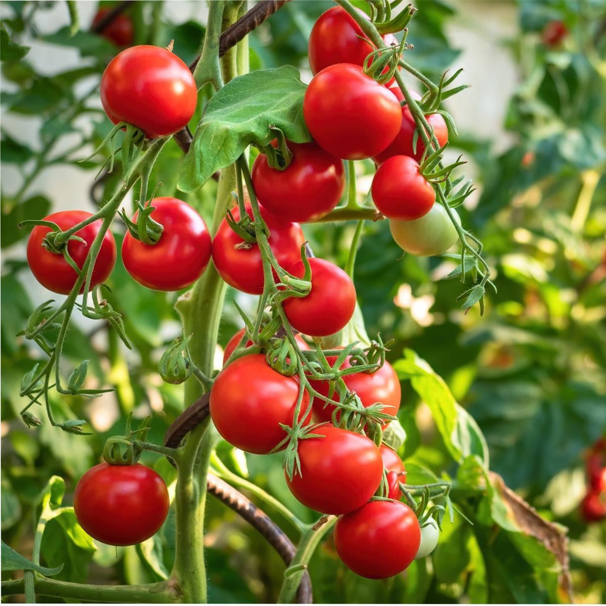 Prima Flora Winterschutzhaube Tomatenvlieshaube 0,8m x 5m (Stück, 1-St., Tomatenreifehaube), Tomatenreifhaube Reifhaube Tomatenschutzhaube