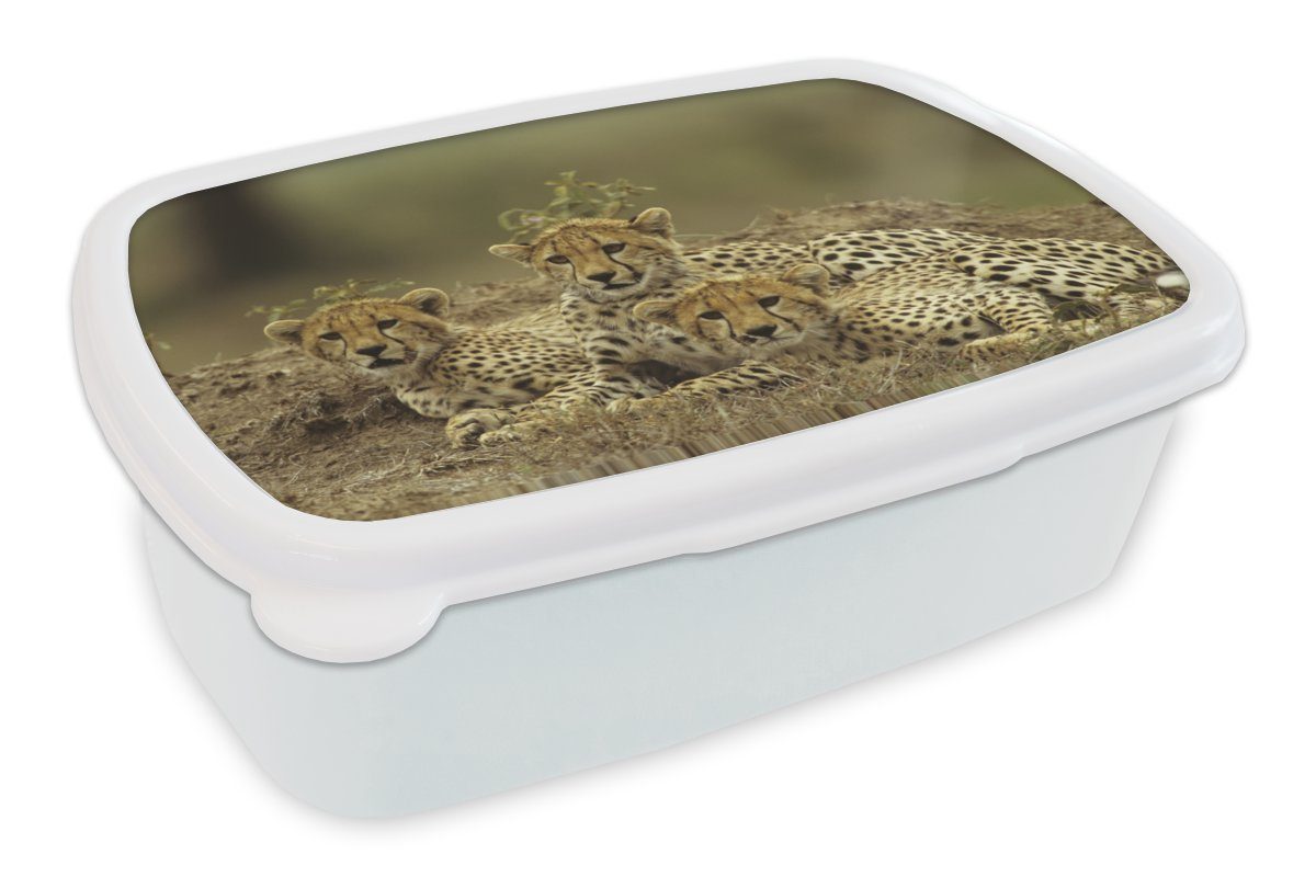 MuchoWow Lunchbox Junge Gepardenjunge, Kunststoff, (2-tlg), Brotbox für Kinder und Erwachsene, Brotdose, für Jungs und Mädchen weiß