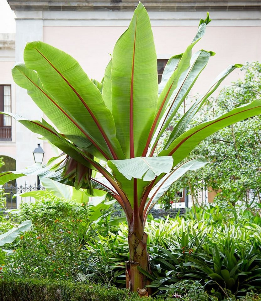 BALDUR Garten Bananenbaum Winterharte Banane 'rot', 2 St., Bananenstauden,winterhart, mehrjährig, pflegeleicht