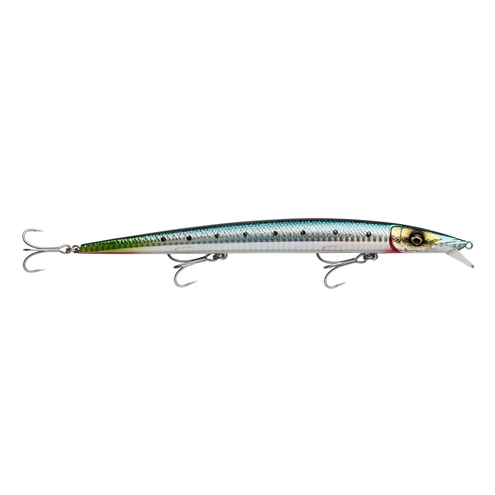 Sardine