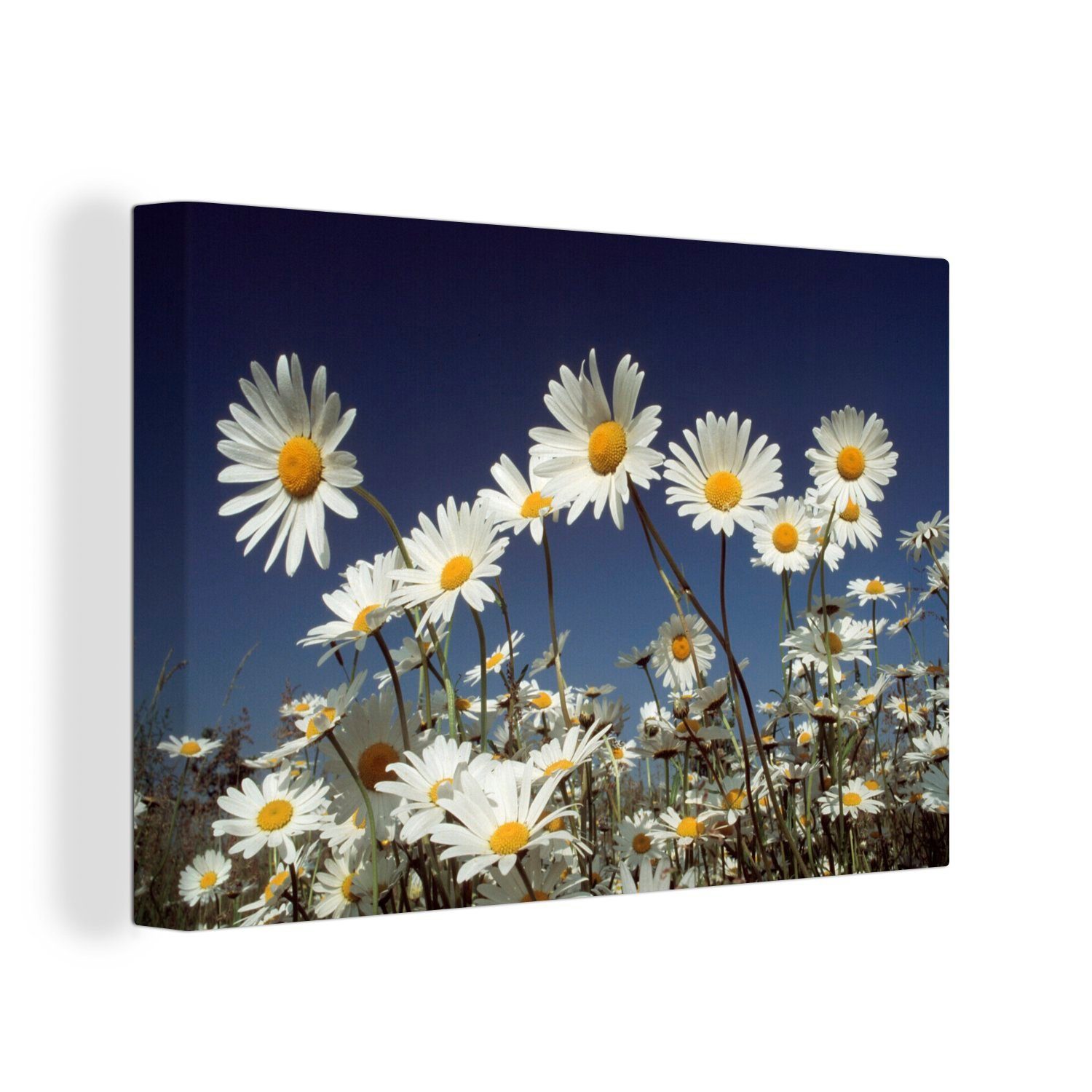 OneMillionCanvasses® Leinwandbild Feld mit Gänseblümchen, (1 St), Wandbild Leinwandbilder, Aufhängefertig, Wanddeko, 30x20 cm