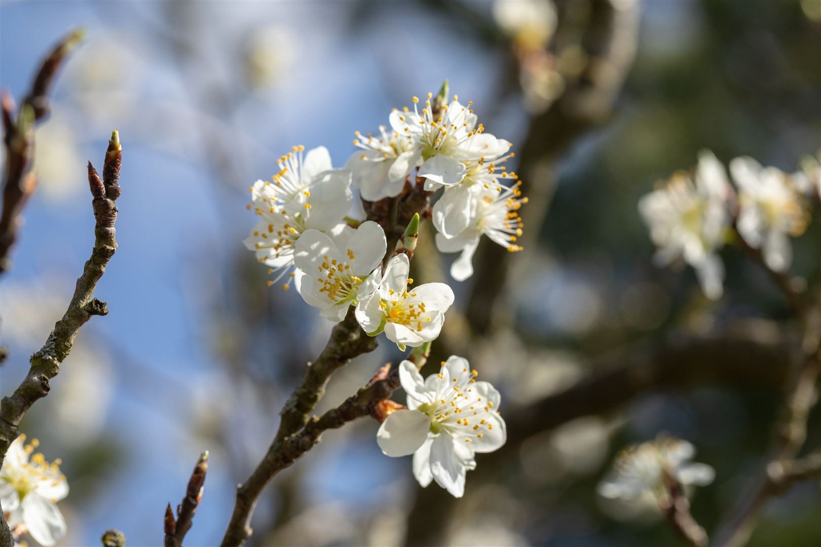 Pflanzen für Dich Gehölze Prunus spinosa, 1 St., Schlehdorn, Schwarzdorn