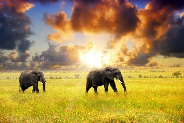 Papermoon Fototapete »African Elephants«, glatt-Otto