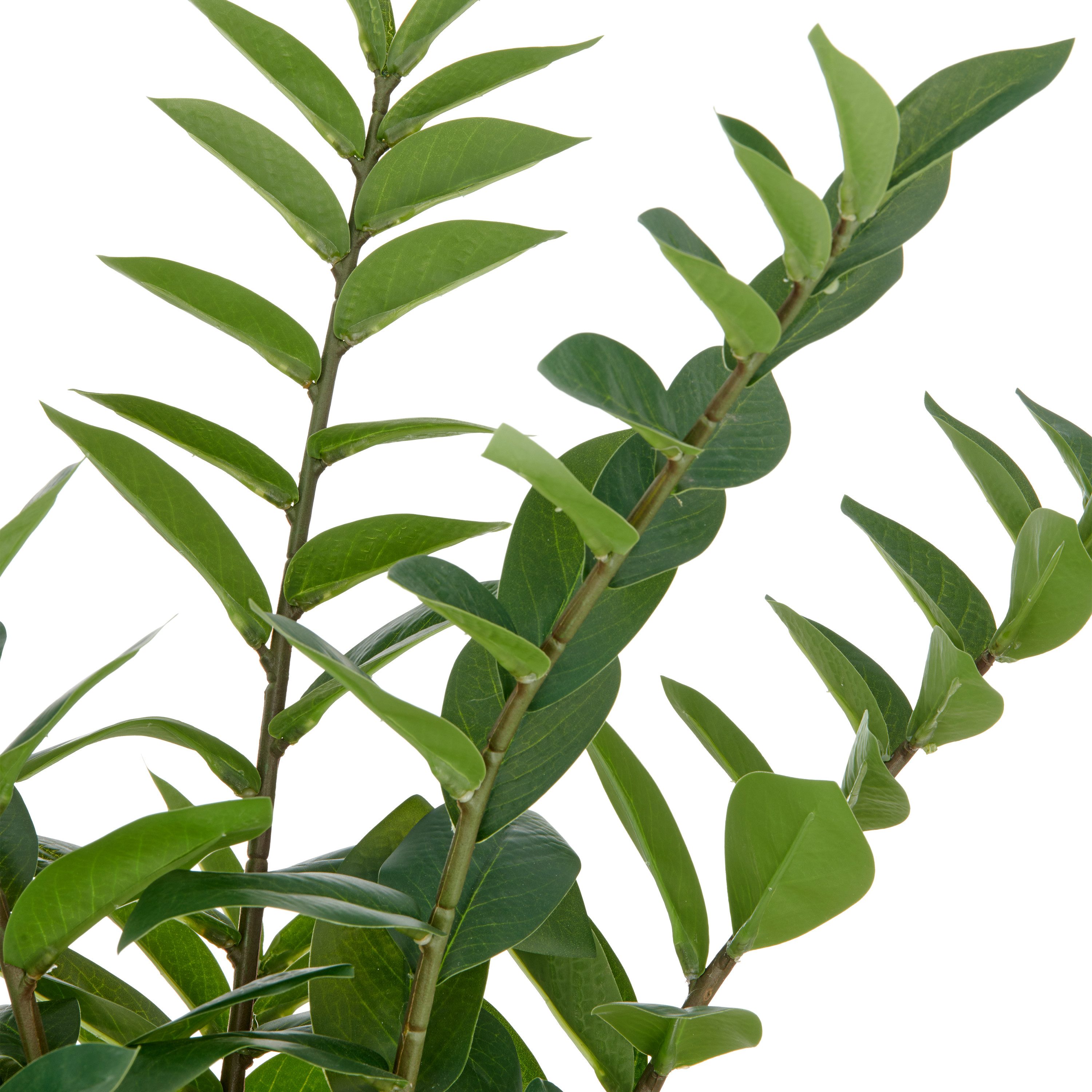 Kunstpflanze Zamifolia, Creativ green, Höhe 70 cm, mit detailgetreuer Gesta günstig online kaufen