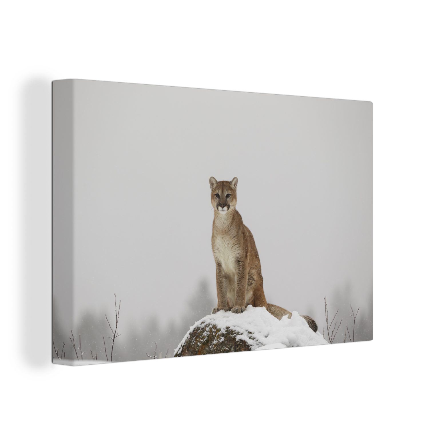 OneMillionCanvasses® Leinwandbild Puma auf der Suche, (1 St), Wandbild Leinwandbilder, Aufhängefertig, Wanddeko, 30x20 cm