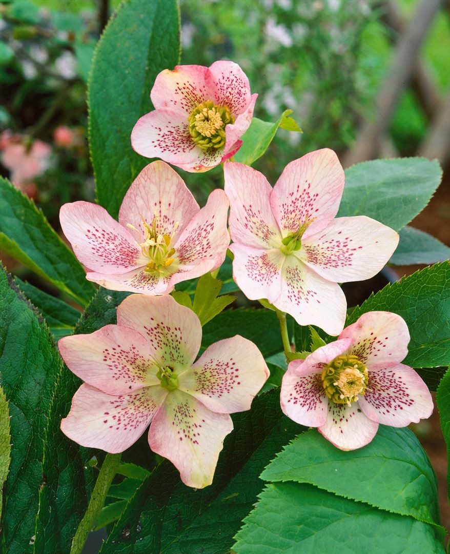 Pflanzen für Dich Staude Helleborus sternii, 1 St., Stern-Nieswurz