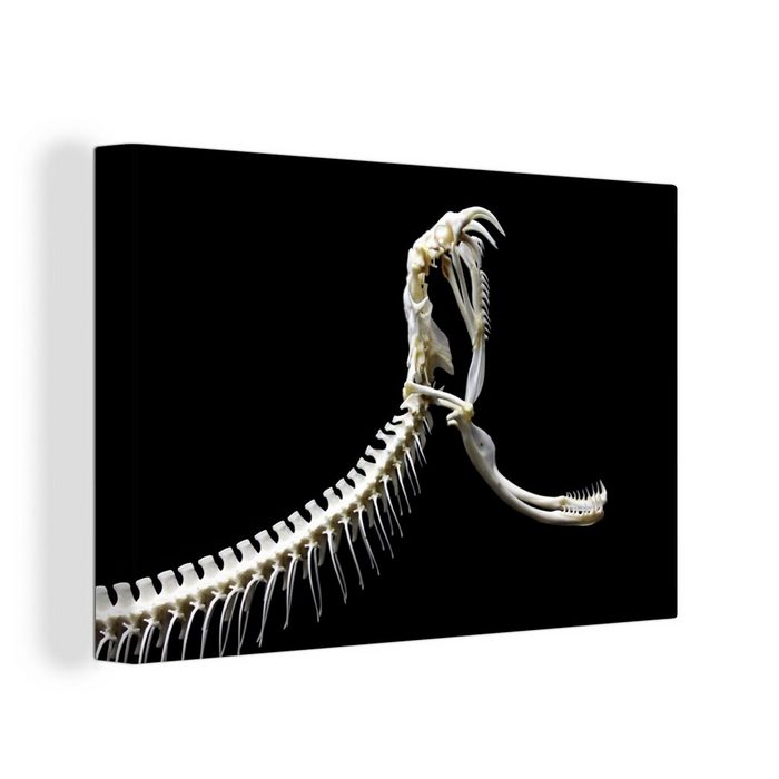 OneMillionCanvasses® Leinwandbild Skelett einer Schlange (1 St) Wandbild Leinwandbilder Aufhängefertig Wanddeko