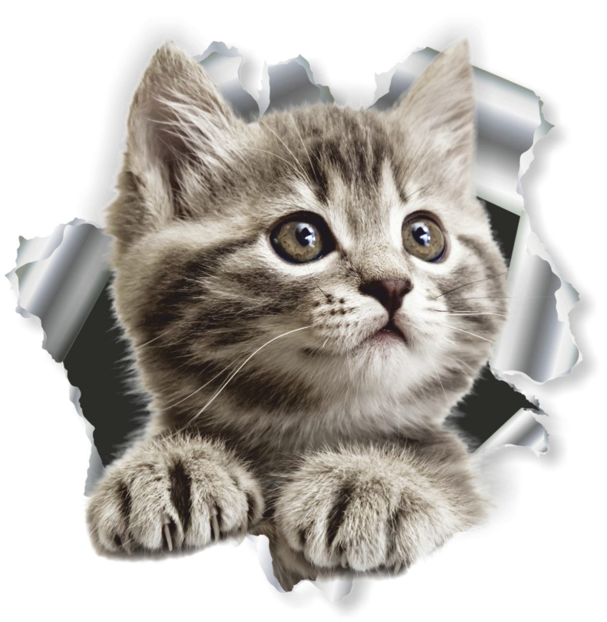 Aufkleber Hermann Schütz Aufkleber Einschussloch Katze