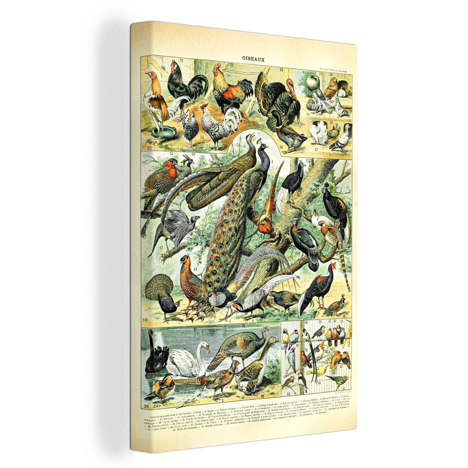 - Tier - OneMillionCanvasses® cm Gemälde, Leinwandbild (1 inkl. Leinwandbild fertig St), 20x30 bespannt Zackenaufhänger, Jahrgang, Vögel