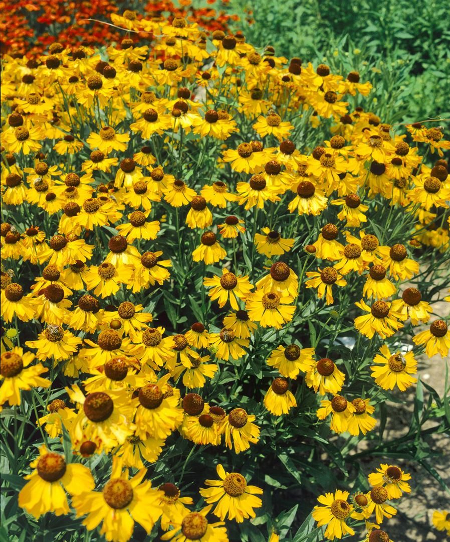 Pflanzen für Dich Staude Helenium big. The Bishop, 1 St., Sonnenbraut