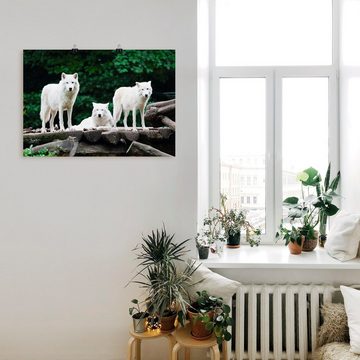 Artland Wandbild Arktische Wölfe, Wildtiere (1 St), als Leinwandbild, Poster in verschied. Größen