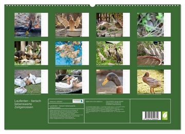 CALVENDO Wandkalender Laufenten - tierisch liebenswerte Zeitgenossen (Premium, hochwertiger DIN A2 Wandkalender 2023, Kunstdruck in Hochglanz)