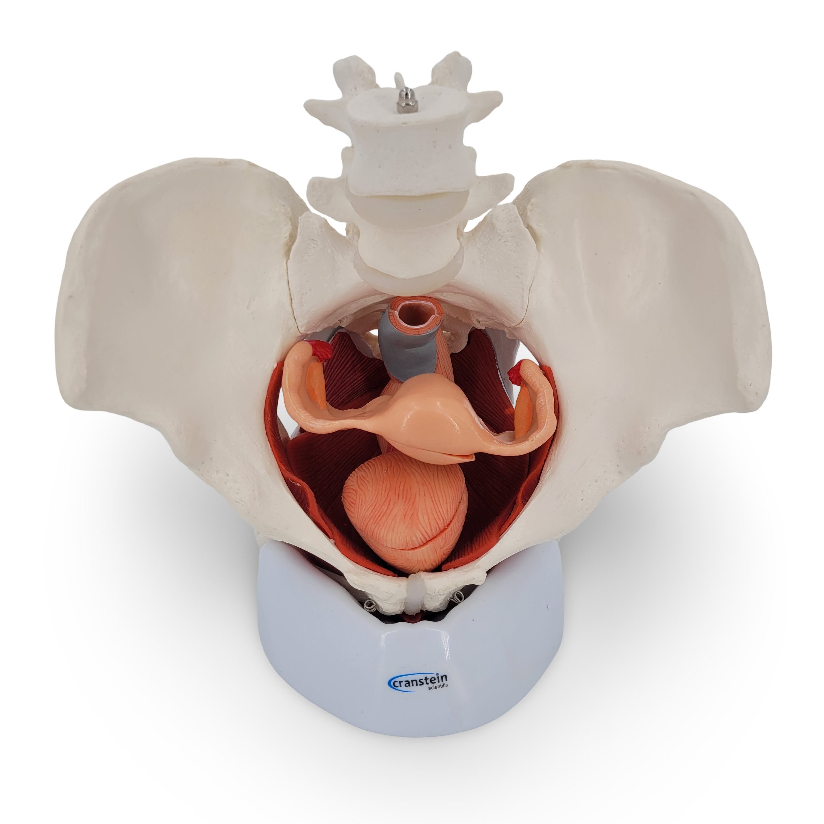 Cranstein Scientific Dekoobjekt Weibliches Becken Anatomie Modell lebensgroß 7 teilig Organe Muskeln a