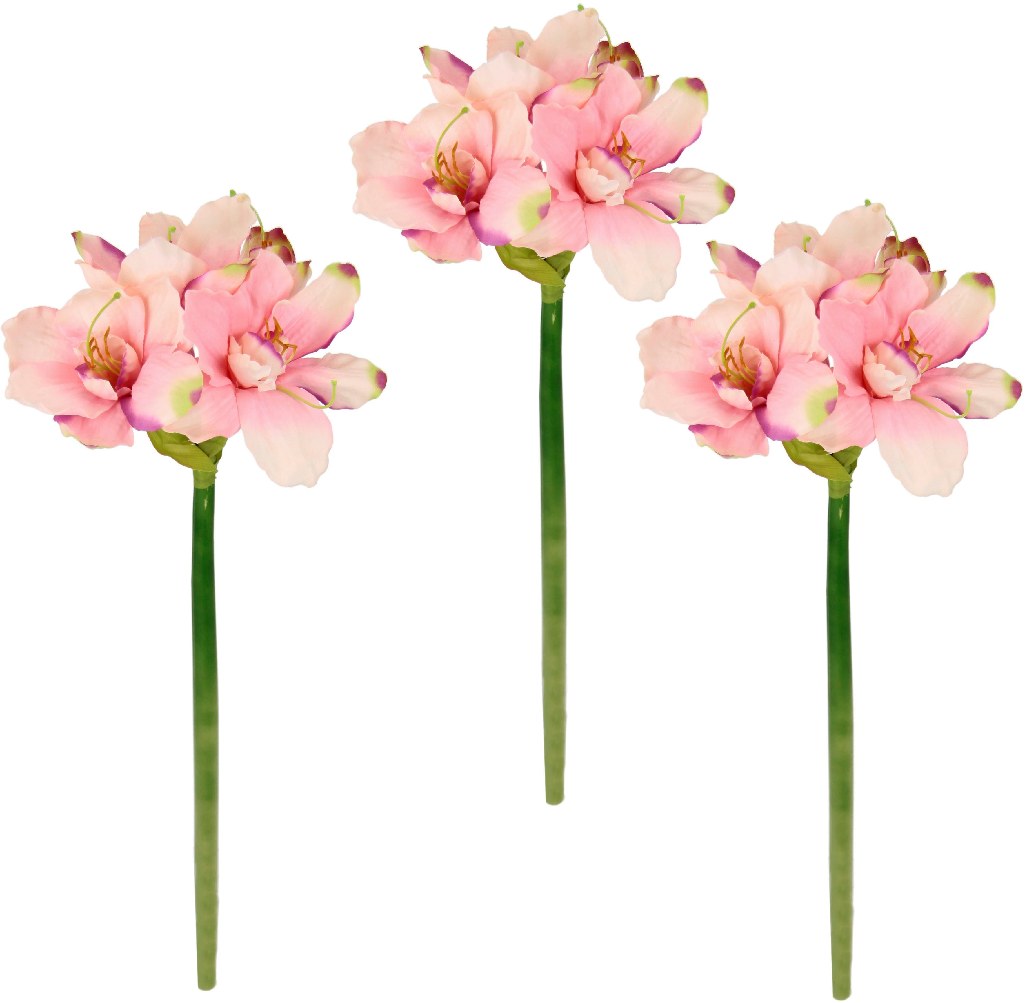 Kunstblume Amaryllis, I.GE.A., Höhe 65 cm, Kunst-Stielblume, 3er Set günstig online kaufen