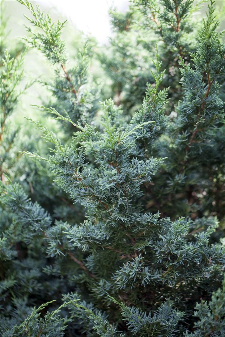 Pflanzen für Dich Konifere Juniperus chinensis Blaauw, 1 St., Chinesischer Wacholder, blaugrün, kompaktwachsend