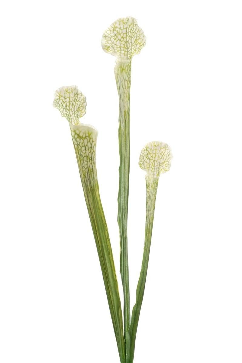 Kunstkaktus Kunstpflanze Sukkulente Sarracenia SIMANA, weiß-grün, 65cm Sarracenia, artplants, Höhe 65 cm