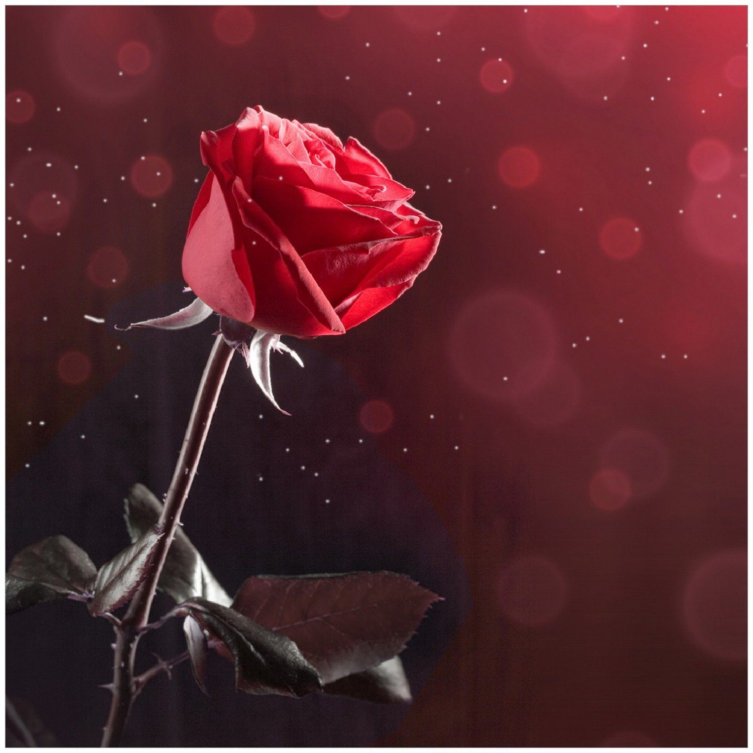 Wallario Memoboard Rote Rose Single