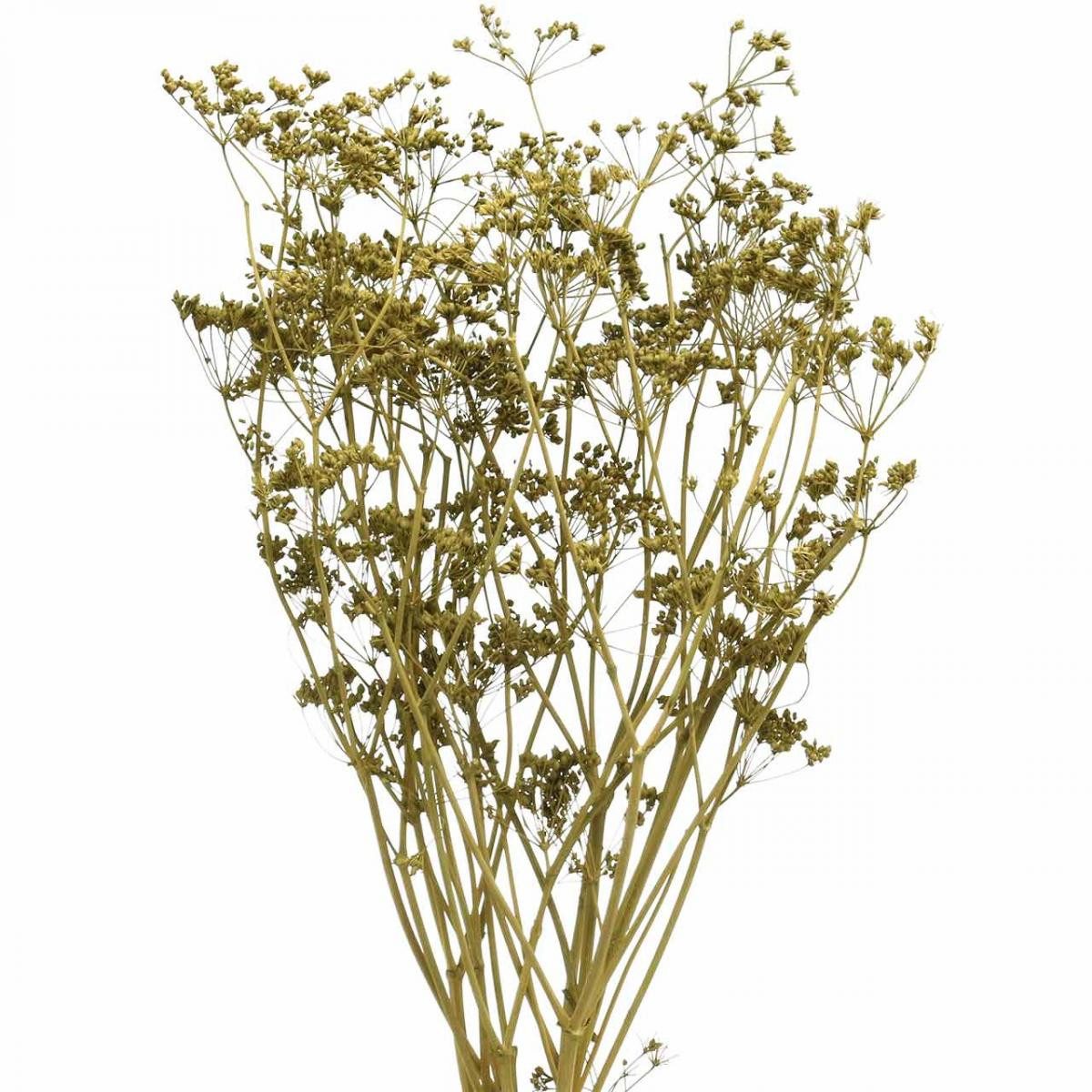 Trockenblume Elegante Trockenblumen Kümmelzweige für exklusive Dekoration, 5 Stück, Viana, Höhe 12 cm