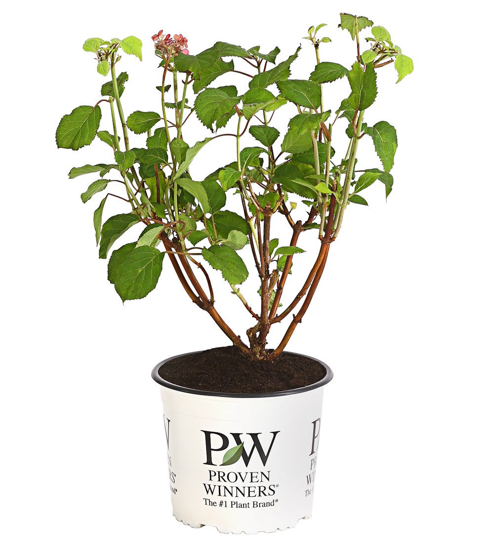 Dehner Zierstrauch Schneeball-Hortensie Pink Annabelle®, pink-farbene Blüten, reichblühende Blütenpompons