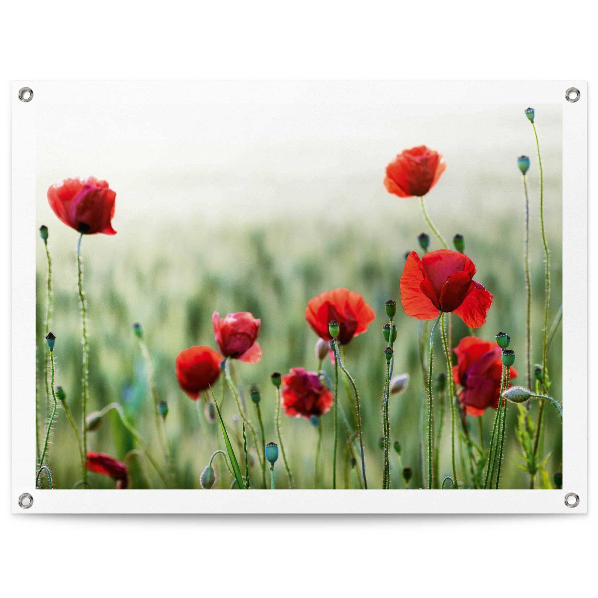 Reinders! Poster Mohnblüten, Outdoor für Garten oder Balkon