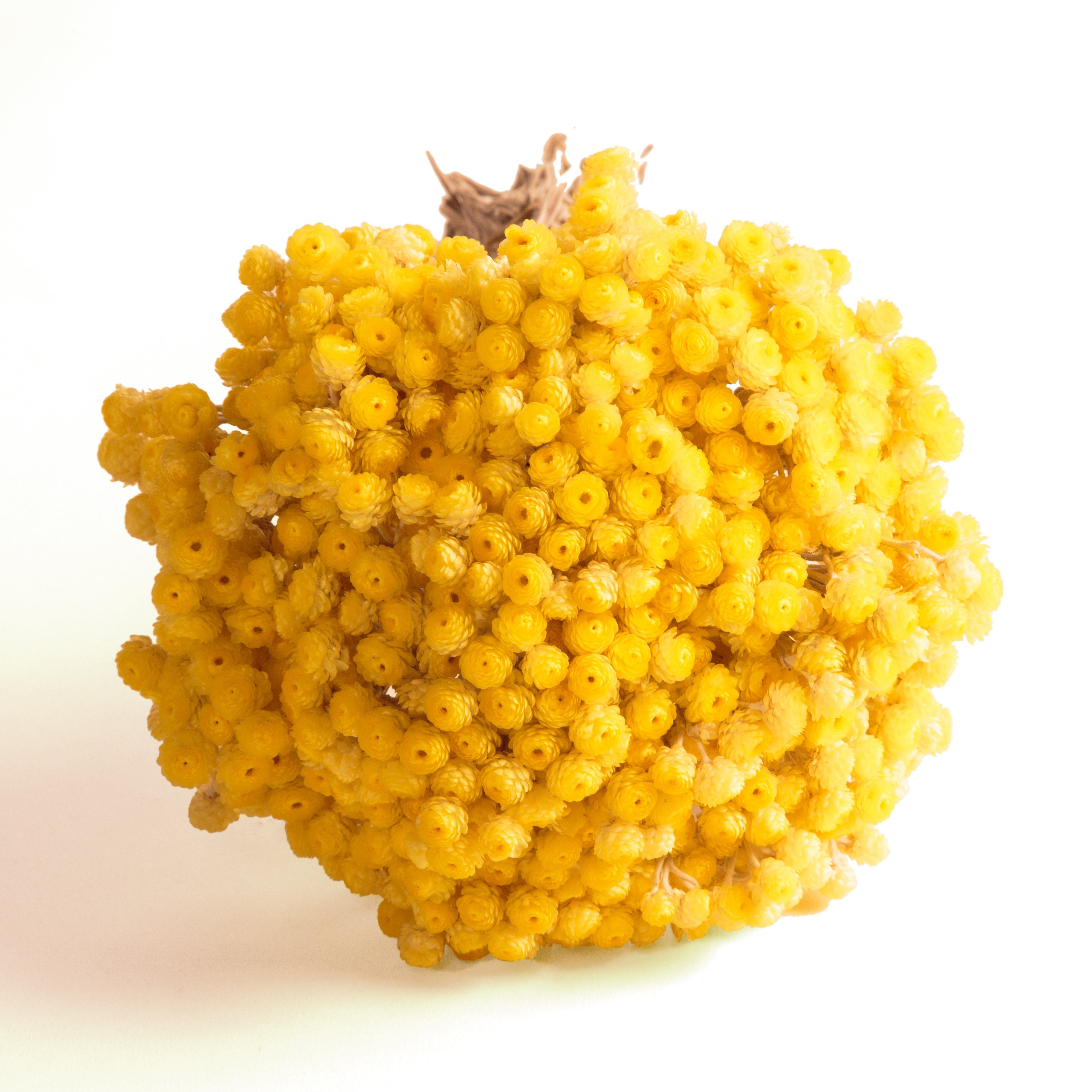 Trockenblume Immortelle getrocknet Gelb Trockenblumen Blumenstrauß günstig online kaufen