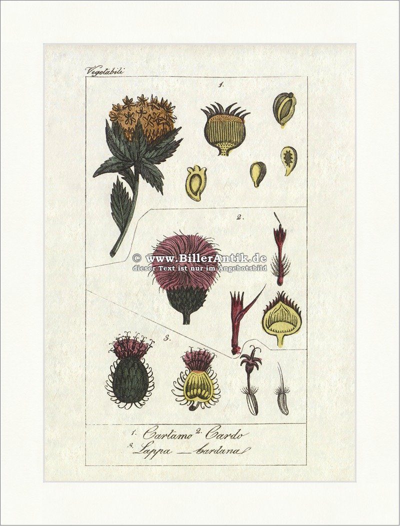 BillerAntik Kunstdruck Färbertdistel Distel Klette Korbblütler