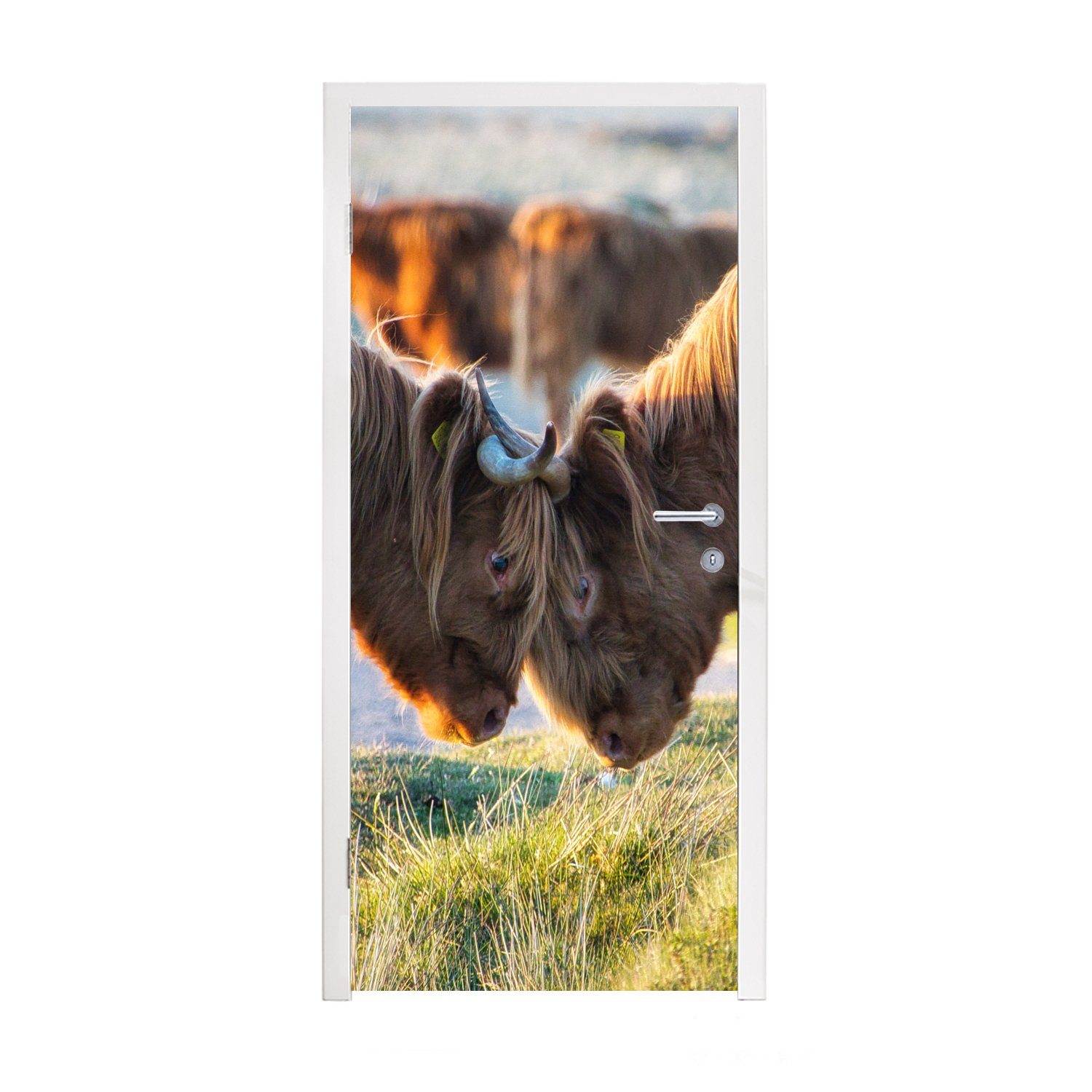 MuchoWow Türtapete Schottische Highlander - Tiere - Sonne, Matt, bedruckt, (1 St), Fototapete für Tür, Türaufkleber, 75x205 cm