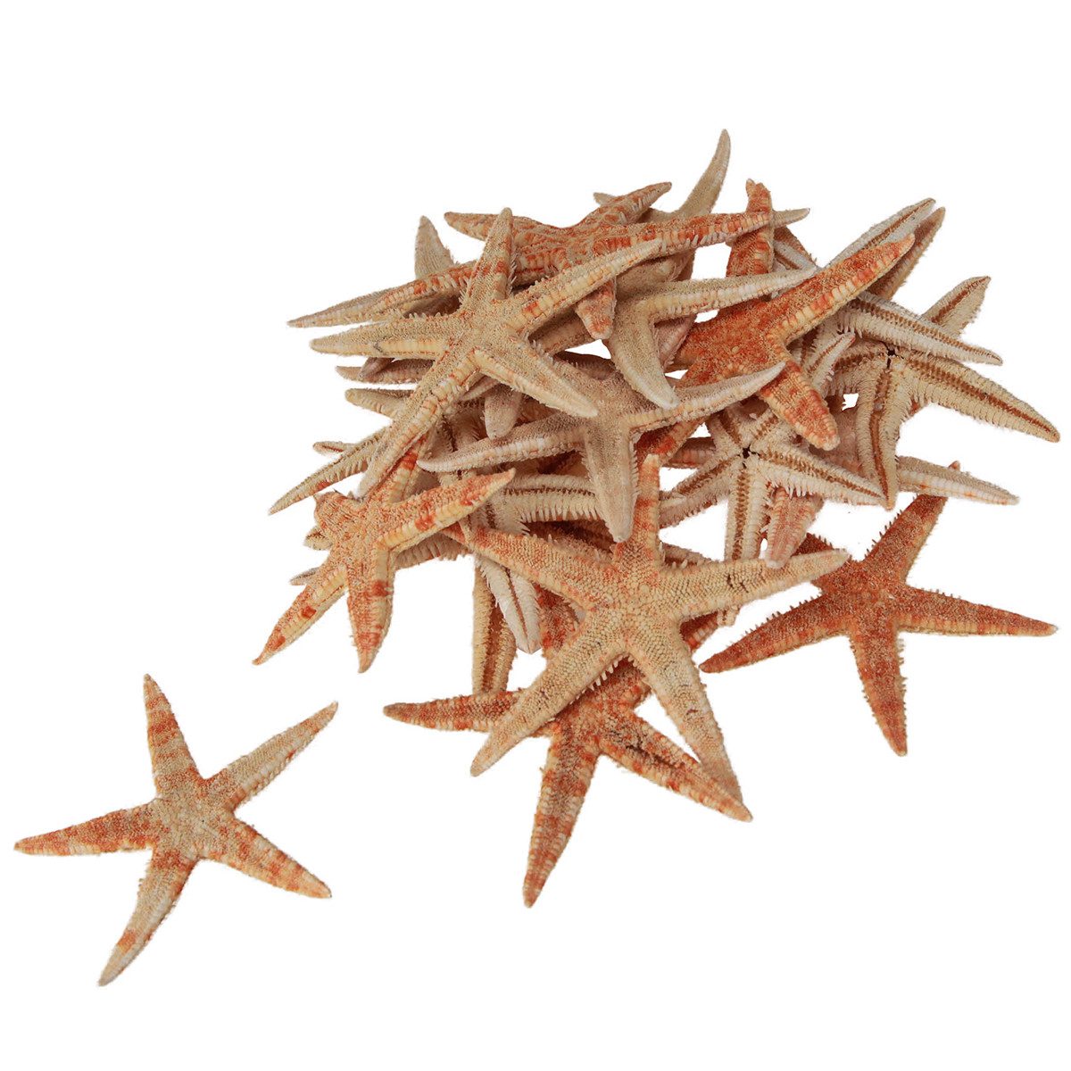 Florists Products Bastelnaturmaterial Seestern Natur Deko Maritim Ø6,5–8cm 100 Stk natürliche Farben, 100 S