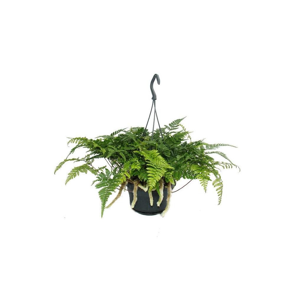 Exotenherz Zimmerpflanze Tarantel-Farn-Spinnenfarn-Humata tyermannii, Davallia 14cm Ampel