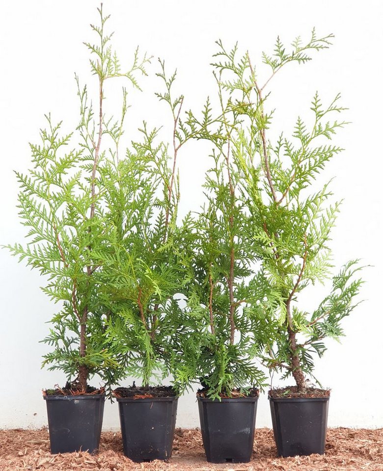 Pflanzen für Dich Konifere Thuja occ. Brabant, 1 St., Lebensbaum, Abendländischer Lebensbaum, immergrün, schnellwachsend